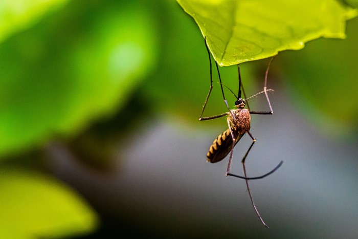 蚊子会传播新冠病毒吗？专家是这么说的……